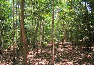 156-hectare Developable Land for Sale in Tagoloan, Misamis Oriental